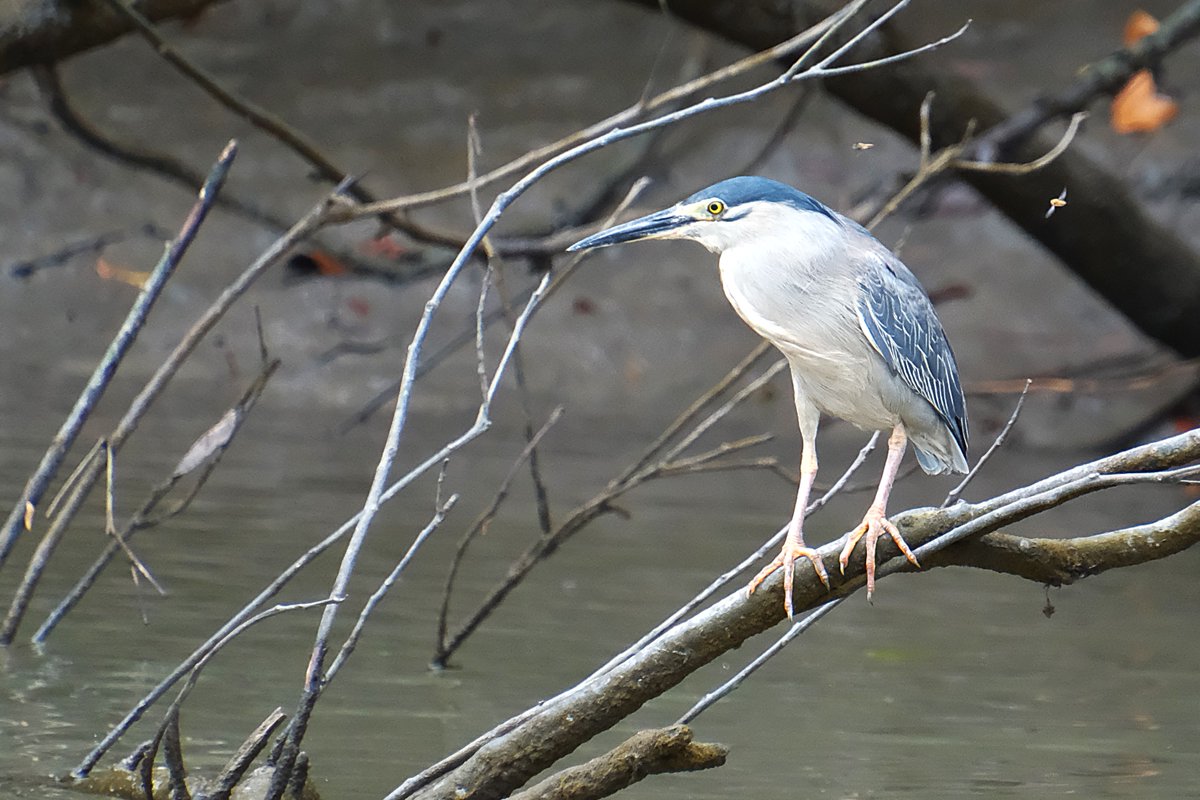 Heron, Proserpine River, Queensland, Australia