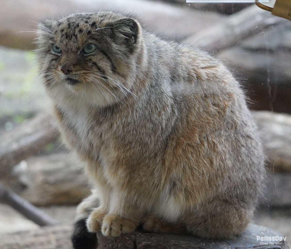 DailyMantle (@dailymantle3) on Twitter photo 