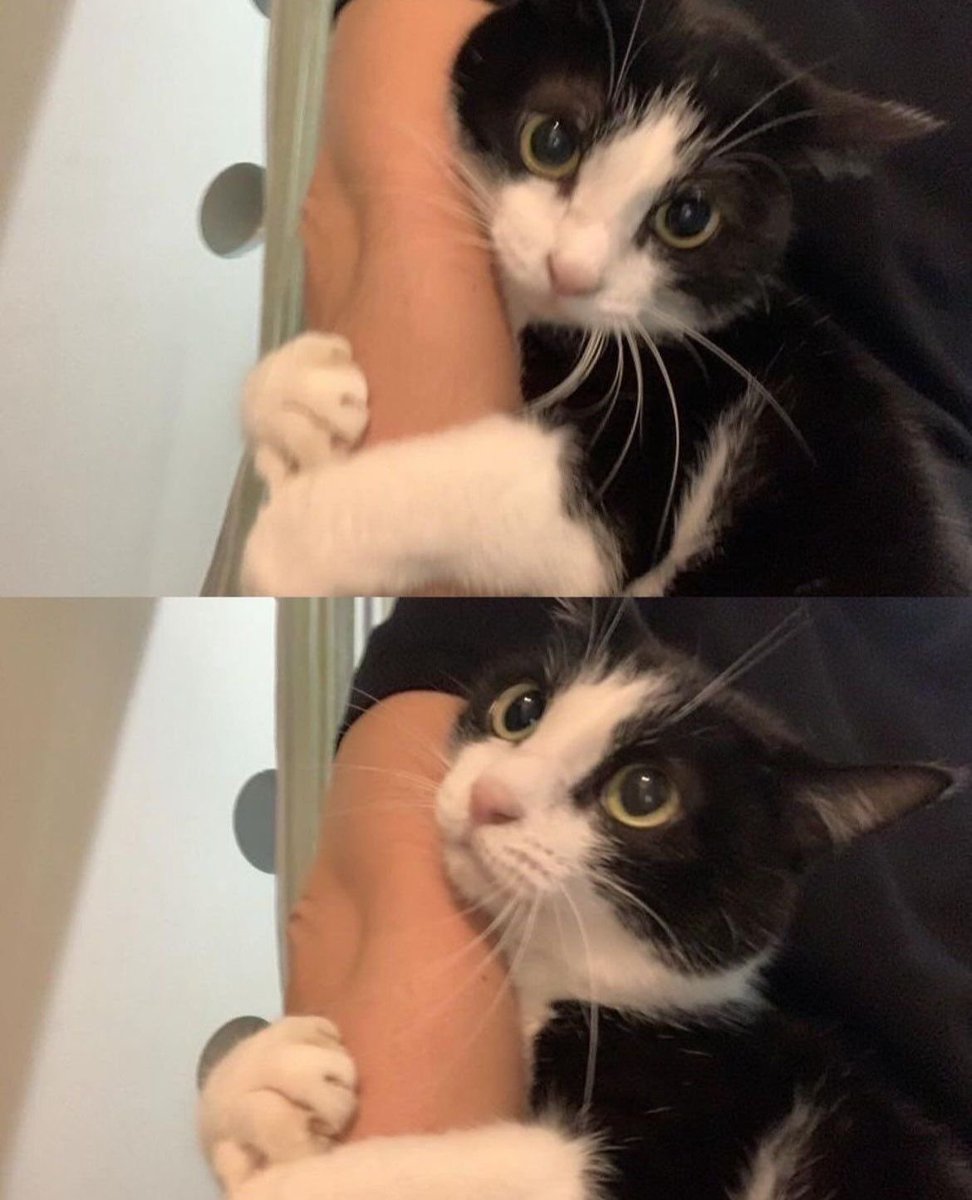 cat archives tweet media