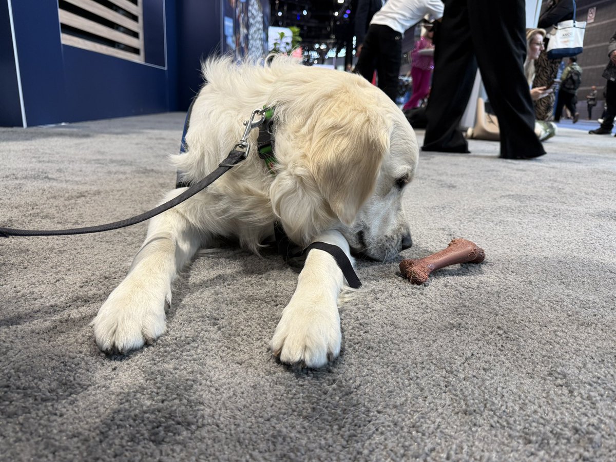 Mark Lewis, MD, FASCO (@marklewismd) on Twitter photo Dear <a href="/dog_rates/">WeRateDogs</a> Haddon <checks nametag> The Dog is currently raising spirits at the largest cancer conference in the world #ASCO25, 14/10, did boop Dear <a href="/dog_rates/">WeRateDogs</a> Haddon <checks nametag> The Dog is currently raising spirits at the largest cancer conference in the world #ASCO25, 14/10, did boop