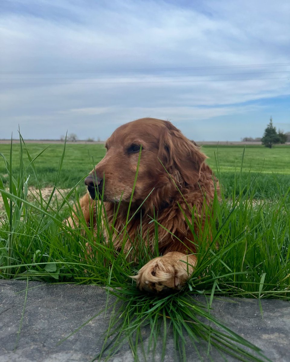 DutchmanSeeds's tweet photo. "I don't fetch. I delegate."  
-Dutchism by Dutch, Wild Dutchman Operations Pup #WildDutchman #Dutchism #MondayVibes #BossDog #HeadDog https://t.co/xY8Ak3t22w