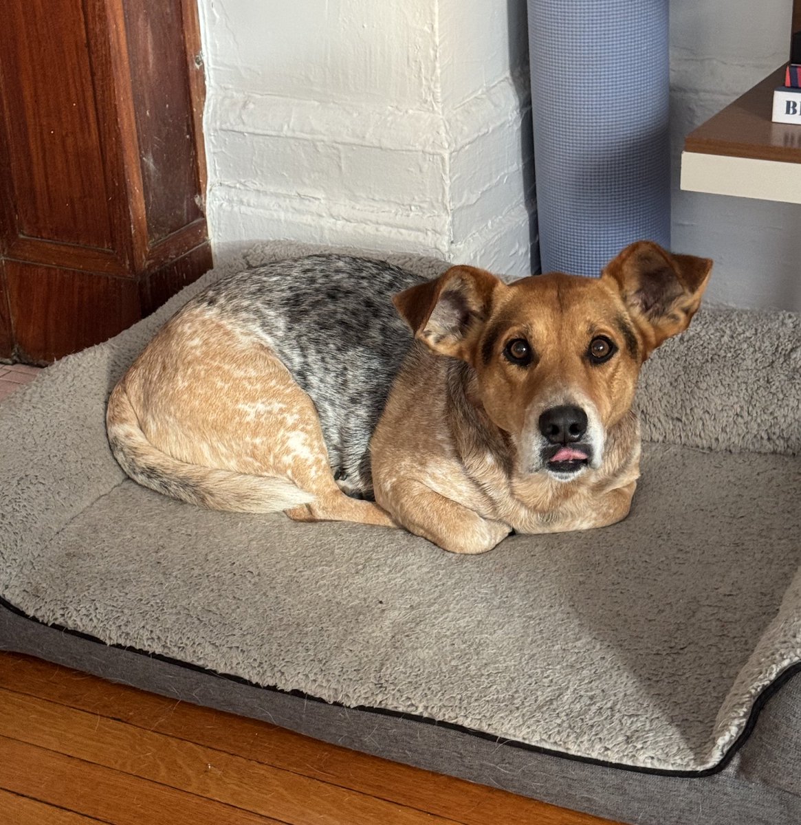 1-800-PAW-HUNT