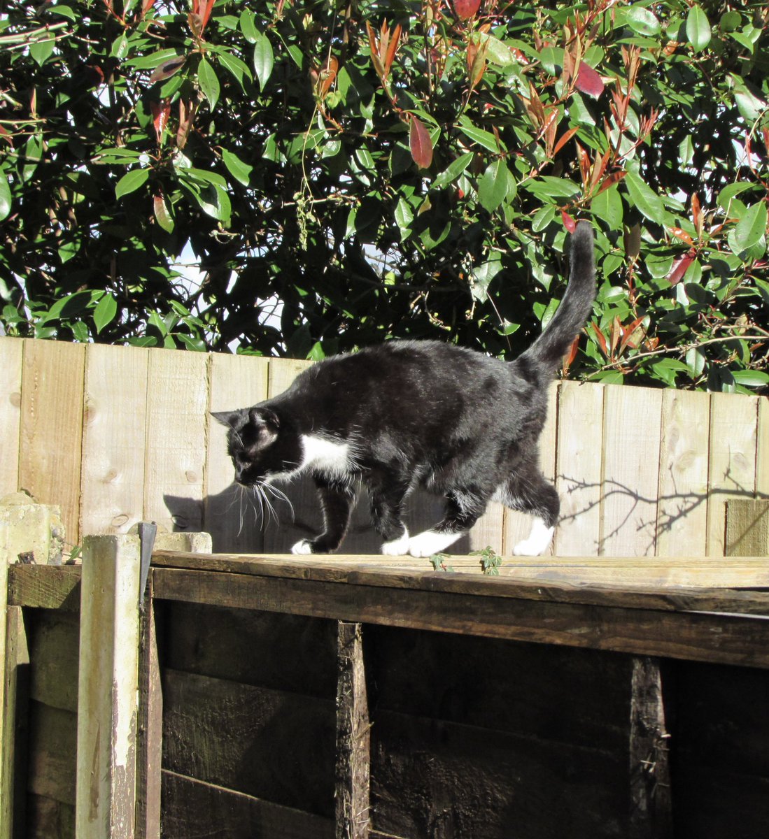 Mum doesn’t like me walking along the top of the fence, but it was excellent purractise for  #balance #mogyog 
<a href="/MrMoustacheCat/">Moustache Cat</a> 
😺💕🐾