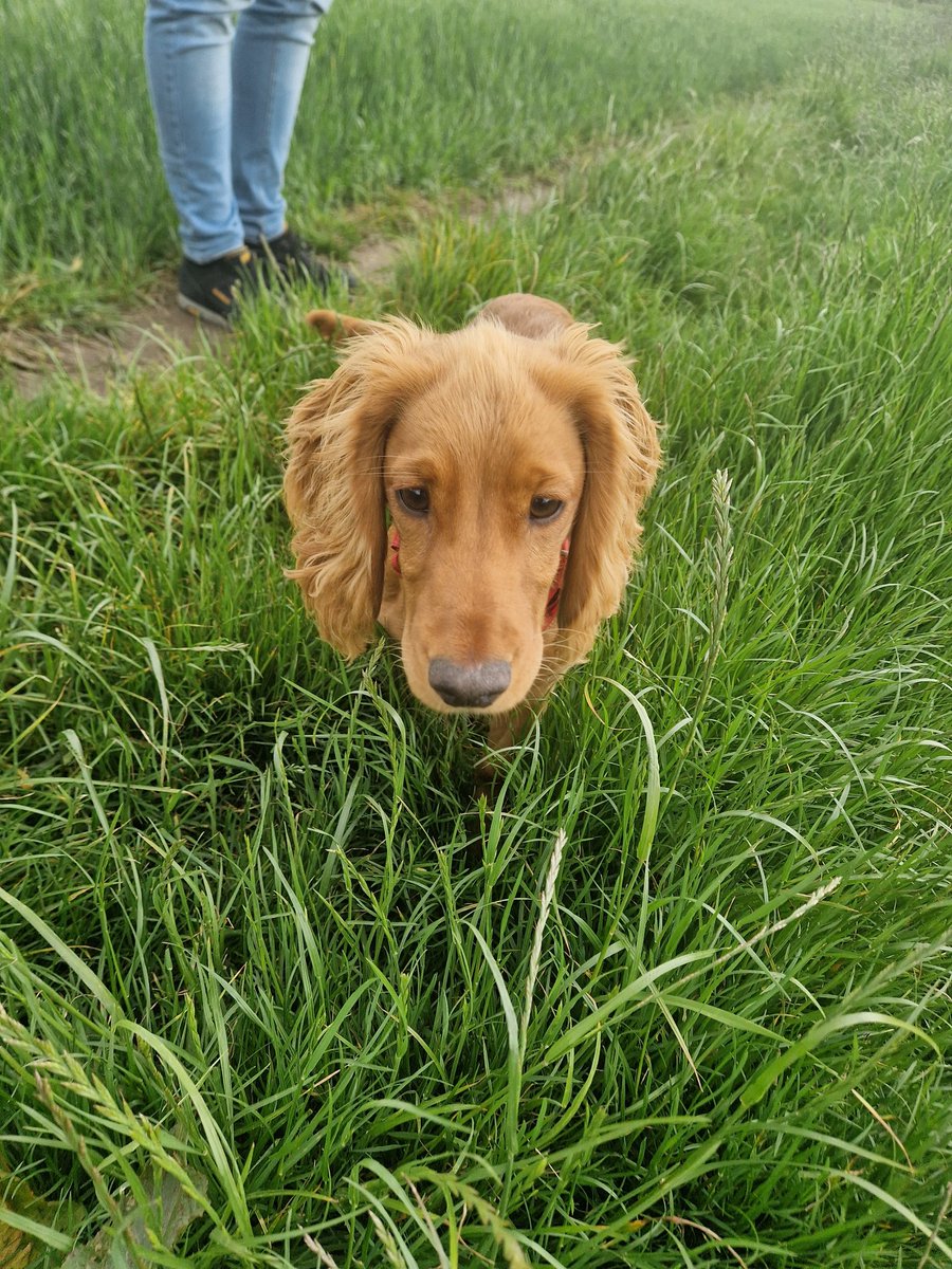 jambof3tornado's tweet image. We was doing some off lead work in da field,only twice did we get told to get the floof away from da river!!! #rood