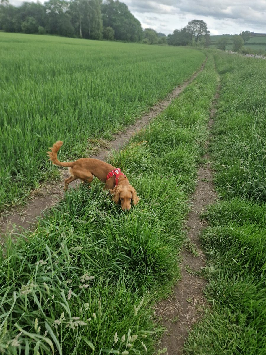 jambof3tornado's tweet image. We was doing some off lead work in da field,only twice did we get told to get the floof away from da river!!! #rood