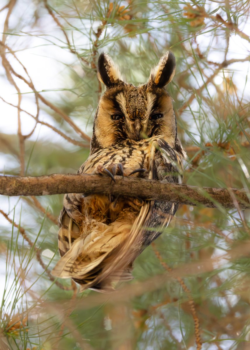 _TCartz's tweet image. As our trip to Lesvos ended we got lovely views of this Long-eared Owl family. Such characters.
Quite content in this park neighbouring onto the local school.