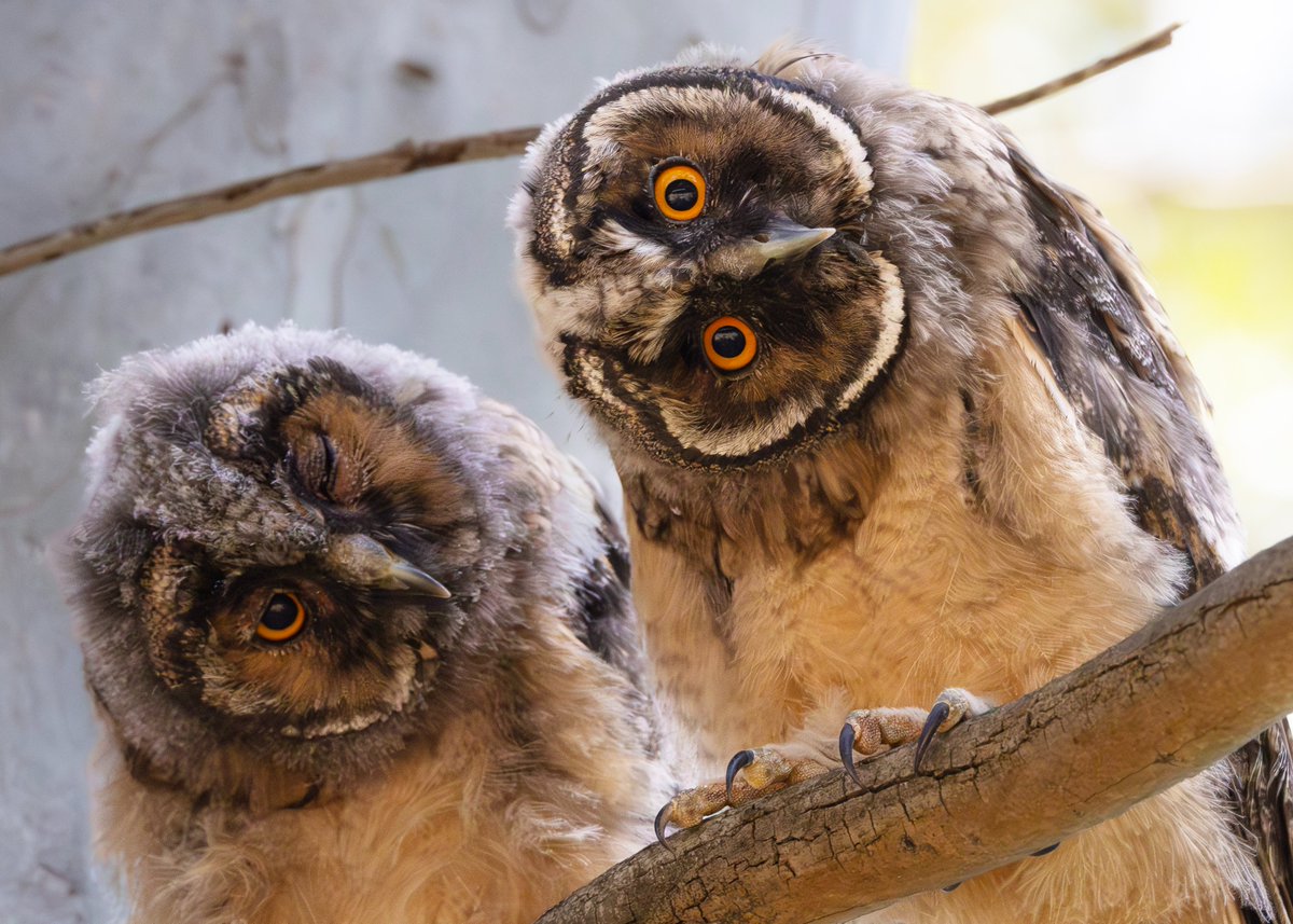 _TCartz's tweet image. As our trip to Lesvos ended we got lovely views of this Long-eared Owl family. Such characters.
Quite content in this park neighbouring onto the local school.