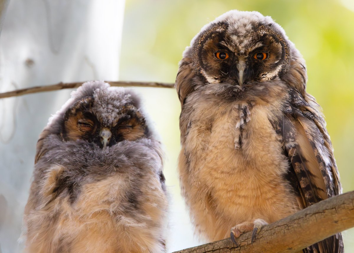 _TCartz's tweet image. As our trip to Lesvos ended we got lovely views of this Long-eared Owl family. Such characters.
Quite content in this park neighbouring onto the local school.
