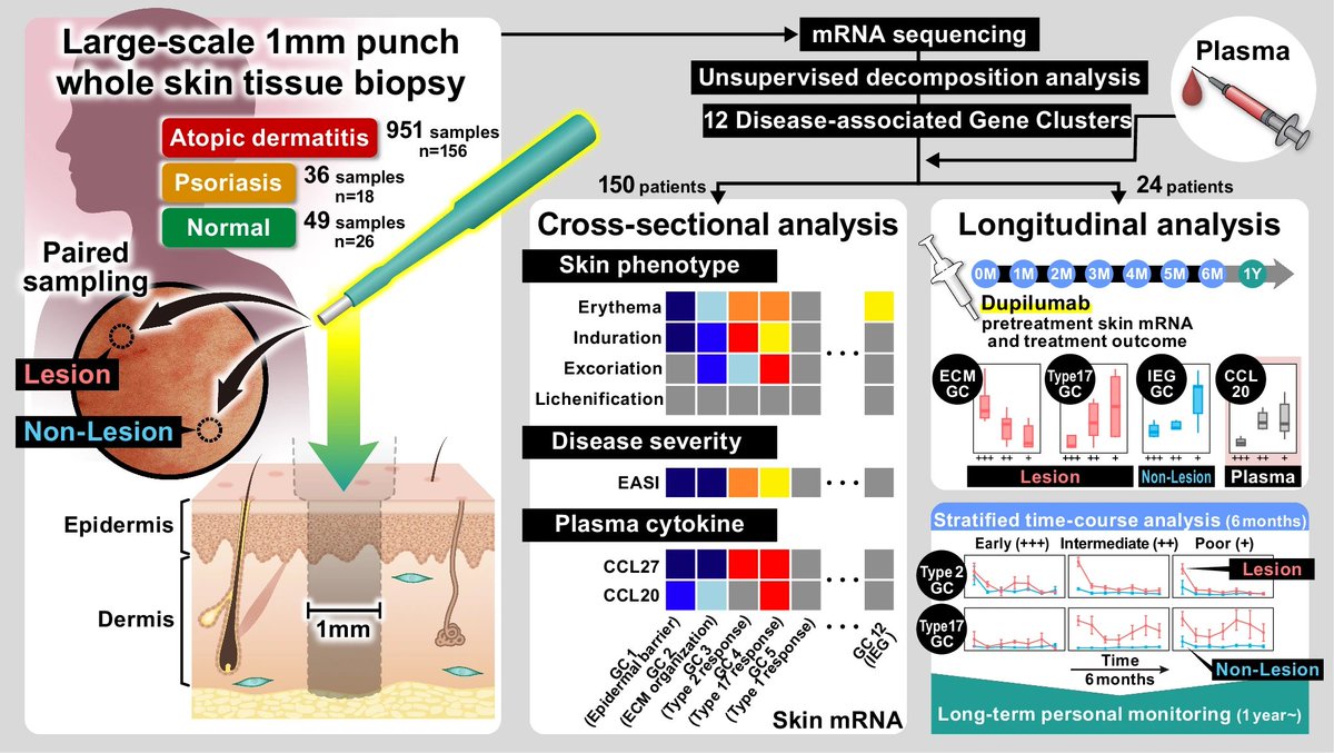 Waggoner Lab (@labwaggoner) on Twitter photo An unbiased tissue transcriptome analysis identifies potential markers for skin phenotypes and therapeutic responses in atopic dermatitis <a href="/NatureComms/">Nature Communications</a>
nature.com/articles/s4146… An unbiased tissue transcriptome analysis identifies potential markers for skin phenotypes and therapeutic responses in atopic dermatitis <a href="/NatureComms/">Nature Communications</a>
nature.com/articles/s4146…