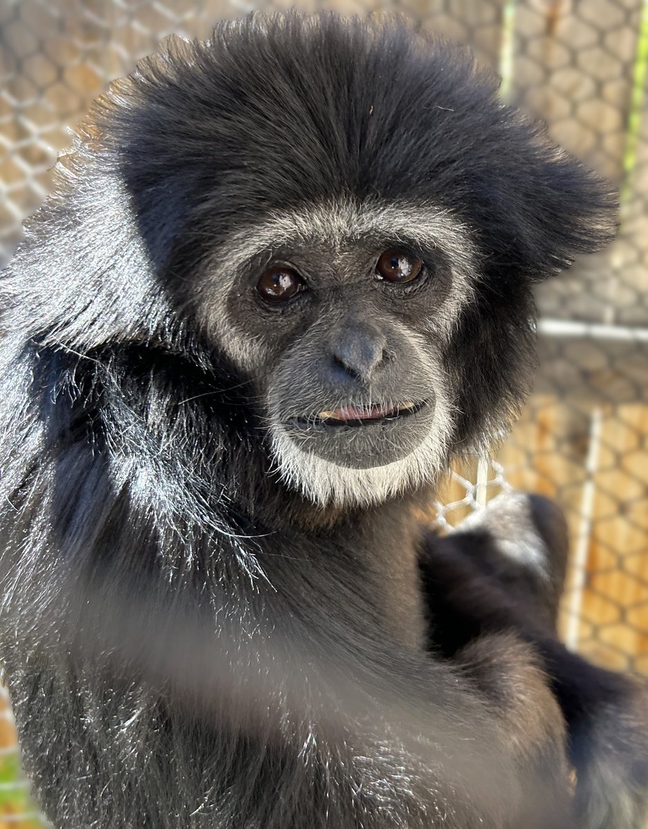 Zoo Boise (@zooboise) on Twitter photo Li Bao stopping long enough to pose for a photo. 🖼️
Our female white-handed gibbon is definitely in the summer swing of things though! She can cover up to ten feet of distance with each swing.
📷: Taylor T Li Bao stopping long enough to pose for a photo. 🖼️
Our female white-handed gibbon is definitely in the summer swing of things though! She can cover up to ten feet of distance with each swing.
📷: Taylor T
