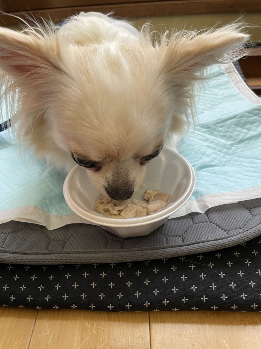 土曜のランチ
伊豆高原ビール うまいもん処
私、お刺身定食
おじ、海鮮丼
ちょこ、まぐろのおやつ🐶🎶

伊豆高原はワンコファーストで
雨の中でも店内でのんびり
美味しいご飯が食べられて
とってもありがたいです🥰💕