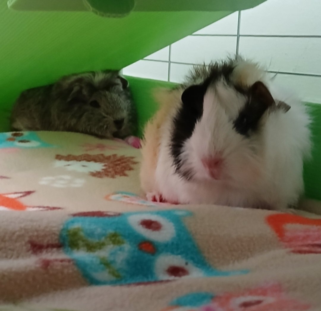 Lana Wallace tweet media