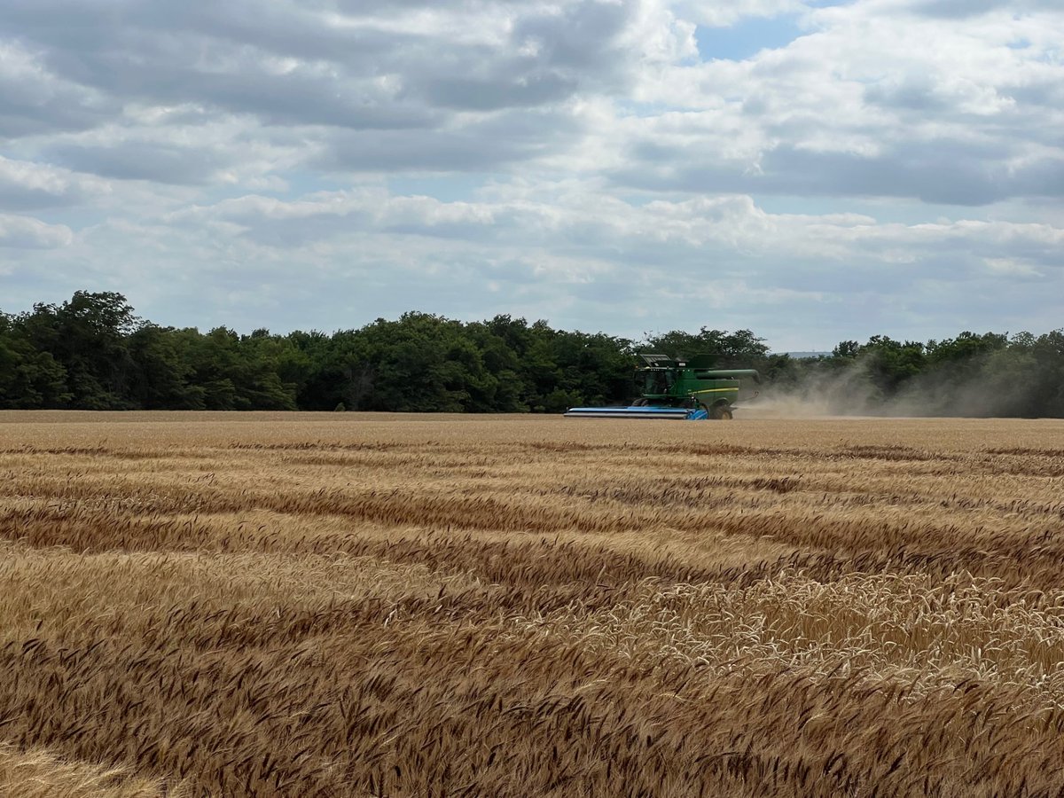 OSU_smallgrains's tweet image. Oklahoma #WheatHarvest2025 kicks off in the SW and Central regions.
Harvest is a week behind schedule. Wheat is ready in some areas, but wet fields from recent rains are slowing progress, and more rain is in the forecast.
👉Check the OWC report at osuwheat.com