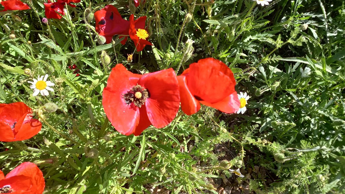 <a href="/enilda25/">Enilda</a> <a href="/DelfinaMonfort/">Del Monfort</a> <a href="/sobrino_antonio/">JOSE ANTONIO SOBRINO</a> <a href="/RUBYELENA1/">🇨🇴Lenita Mija 🇻🇪🇵🇦🇯🇲🇦🇷🇵🇪🇪🇦🇺🇲</a> <a href="/Rosampl2/">Rosampl</a> <a href="/Mainiva1/">Isa Nicasio</a> <a href="/alma1630/">Altagracia Marte</a> <a href="/AnneEventsCo/">Anne Hill</a> <a href="/mixpelirroja/">mixpelirroja 🍉</a> <a href="/campanaubicua/">日 CAMPANA UBICUA</a> <a href="/RawsonGladis/">Gladis Rawson</a> <a href="/royo1_royo/">M. Royo 🖤🇧🇪🇳🇱#NoSurrender #JoAcuso</a> <a href="/adri_gothic/">Adri Gothic</a> <a href="/Montser40317871/">Montserrat 🌹💛🌹💛🌹🎗️🇧🇪</a> <a href="/Altafaja1P/">Lunia17 #NoSurrender/no llistes</a> <a href="/JCDAtrasto/">Joaquin Atrasto © 🟥🟨🟪</a> <a href="/margaquiros/">Margarita Quirós</a> <a href="/SandraMridafer1/">Zaida</a> <a href="/Luu_lu/">Luciana Luz 💫ⓟ🐷♻🚴</a> <a href="/JCRadophoto/">JCRadophoto</a> <a href="/OrfiliaCar77890/">Orfilia Cardona</a> <a href="/senyuanzhou7/">Entre Flores y Plantas</a> <a href="/PlantitaG/">Plantita Girl</a> <a href="/aazagra/">Alicia Azagra</a> <a href="/canondale01/">angele van steendam</a> <a href="/sita507562591/">carmen martinez</a> <a href="/PlanellsPuig/">Silvia Puig Planells</a> <a href="/JBHConcepcion/">Jardín Botánico La Concepción Málaga</a> <a href="/MNievesSanchez1/">MNieves Sanchez 🌼⛅🌞🌛🌈📸</a> <a href="/anamaria190977/">Ana María Herrero</a> <a href="/AquilaNatura/">AQUILA Naturaleza</a> <a href="/RJBOTANICO/">REAL JARDÍN BOTÁNICO</a> Buen día  🌞  #FelizLunes
Enilda 🌻🪷🪻🌼🌺🍀🌿 
Que disfrutes de una bendecida semana 👋🏼🤗

#1florcadadía