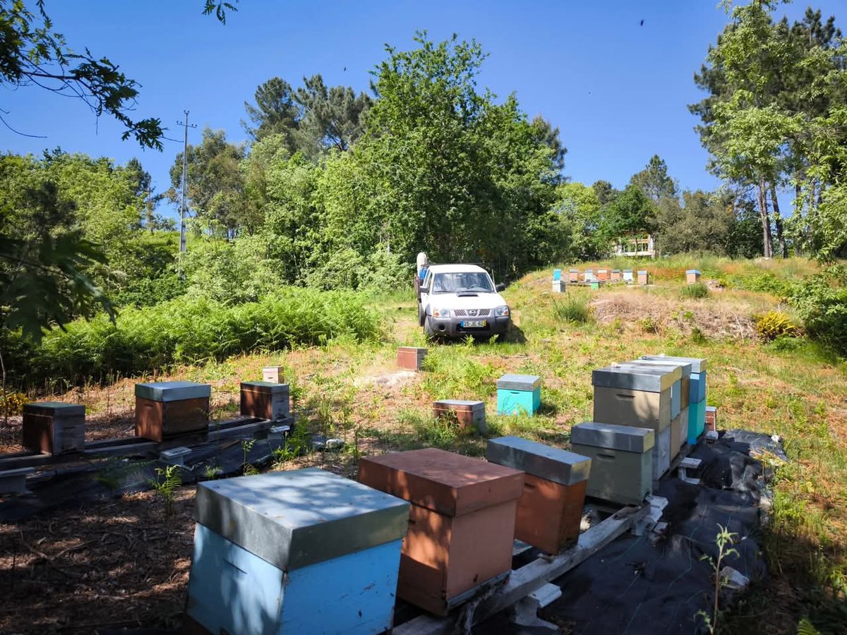 Although I’ve been quiet on here, the hard work hasn’t stopped. 
Since the devastating fires last September, we’ve been rebuilding one colony at a time. 
Thank you to everyone who supported us. 
Your help has made a real difference. 🐝🌱