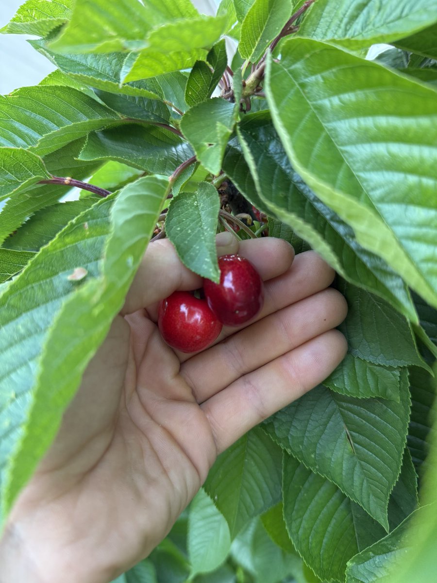 JavierInfanteB's tweet image. El color de las cerezas que me gusta. Ligeramente ácidas y tremendamente aromáticas. Las moradas que se venden ahora se me hacen demasiado empalagosas. Este año se ha dado bien y hemos ganado la batalla al pulgón sin usar un sólo producto químico.