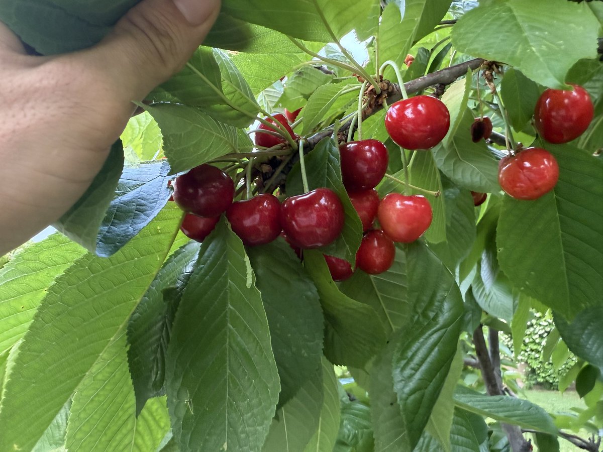 JavierInfanteB's tweet image. El color de las cerezas que me gusta. Ligeramente ácidas y tremendamente aromáticas. Las moradas que se venden ahora se me hacen demasiado empalagosas. Este año se ha dado bien y hemos ganado la batalla al pulgón sin usar un sólo producto químico.