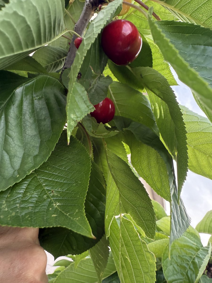 JavierInfanteB's tweet image. El color de las cerezas que me gusta. Ligeramente ácidas y tremendamente aromáticas. Las moradas que se venden ahora se me hacen demasiado empalagosas. Este año se ha dado bien y hemos ganado la batalla al pulgón sin usar un sólo producto químico.