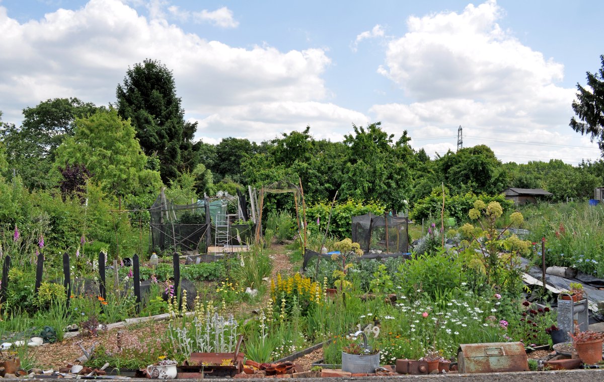 A plot update for the start of June 🌞#allotment #garden