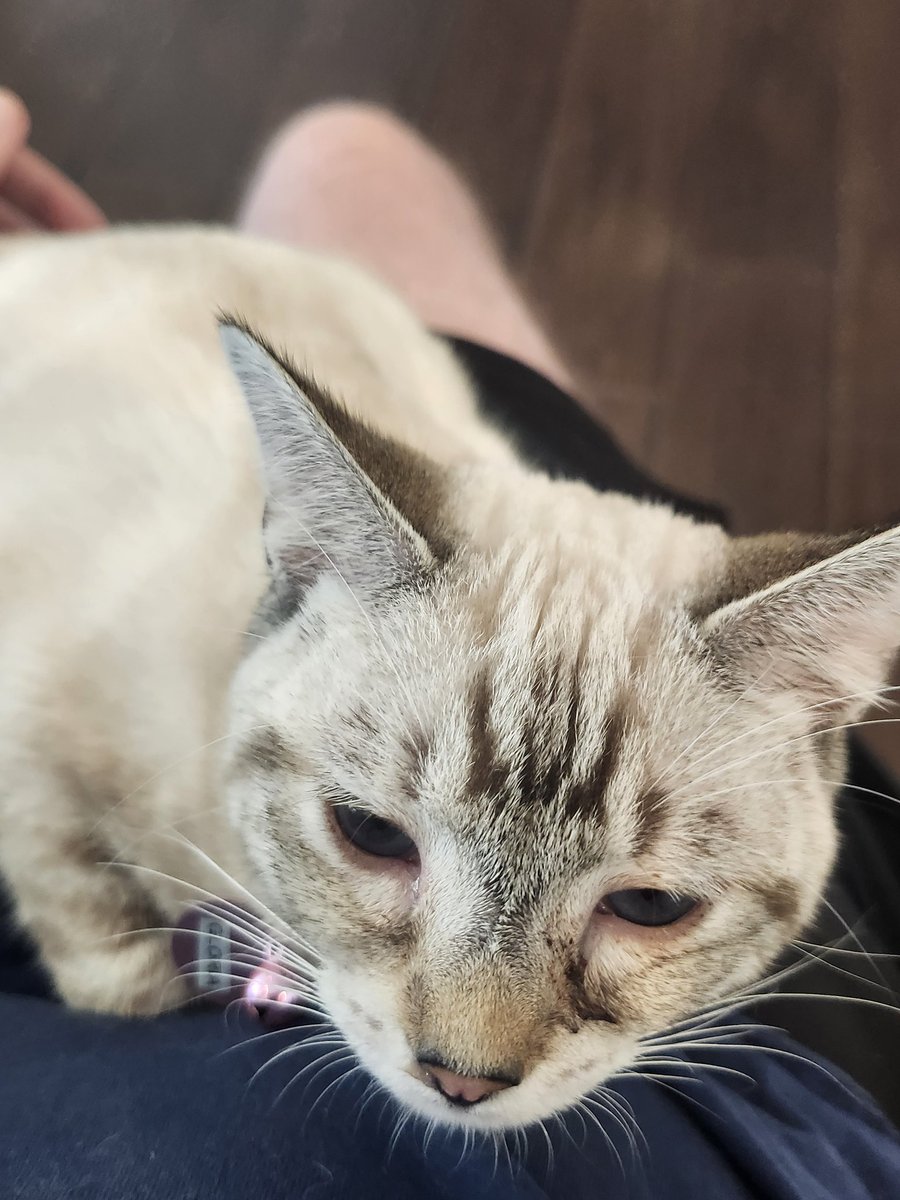 My hotel is one block away from a cat lounge. I am in heaven.