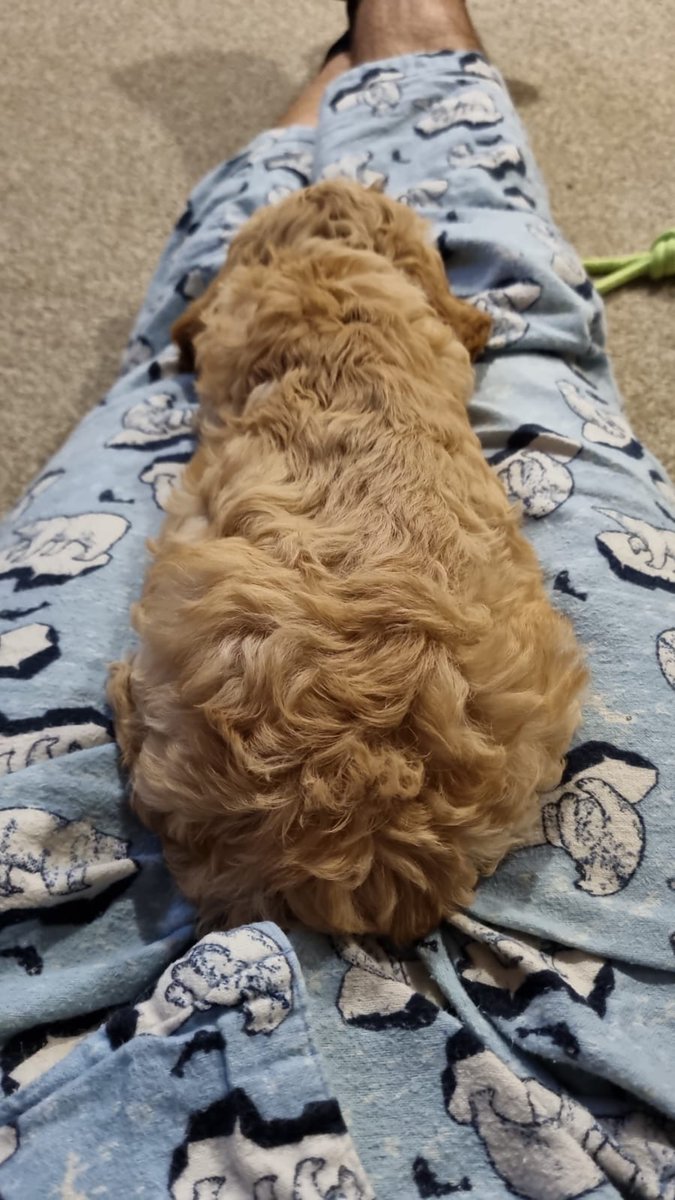 SERaisbeck's tweet photo. Delighted to introduce you all to my nephew, Dash Raisbeck. 8 weeks old today, he has a fondness for anything he can chew (which is anything he can reach) and is a bundle of love and snuggles. https://t.co/fSvPKvNxUU