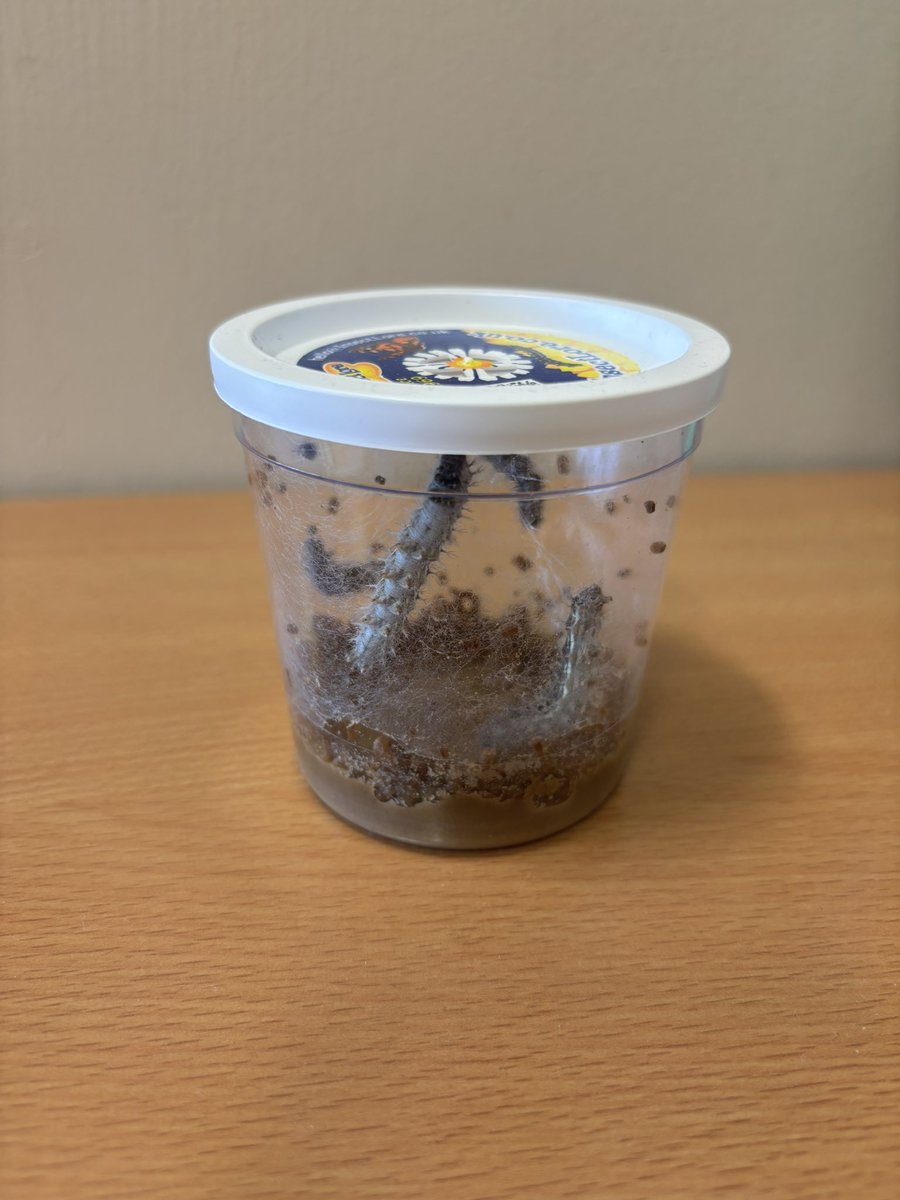 MissCarbery tweet media