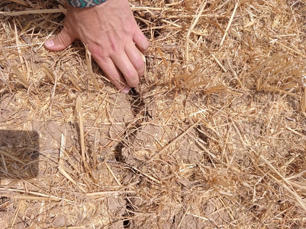 🟣Aapresid Internacional en España  

🇪🇸 Jornada a campo con nuestros aliados en la promoción de una agricultura sustentable <a href="/AEACSV/">Ag de Conservación</a> y  <a href="/ecaf_ca/">ConservationAgEurope</a>