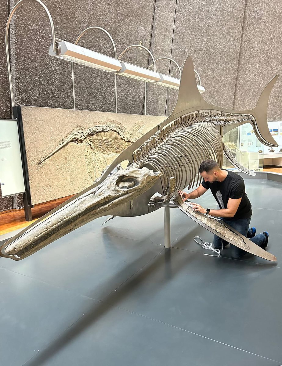 Taylor McCoy 🦖 (@tm9380) on Twitter photo At 9-10 meters long, the predatory Temnodontosaurus is the largest known ichthyosaur from the Jurassic. One <a href="/Dean_R_Lomax/">Dr Dean Lomax</a> for scale in this pic… At 9-10 meters long, the predatory Temnodontosaurus is the largest known ichthyosaur from the Jurassic. One <a href="/Dean_R_Lomax/">Dr Dean Lomax</a> for scale in this pic…
