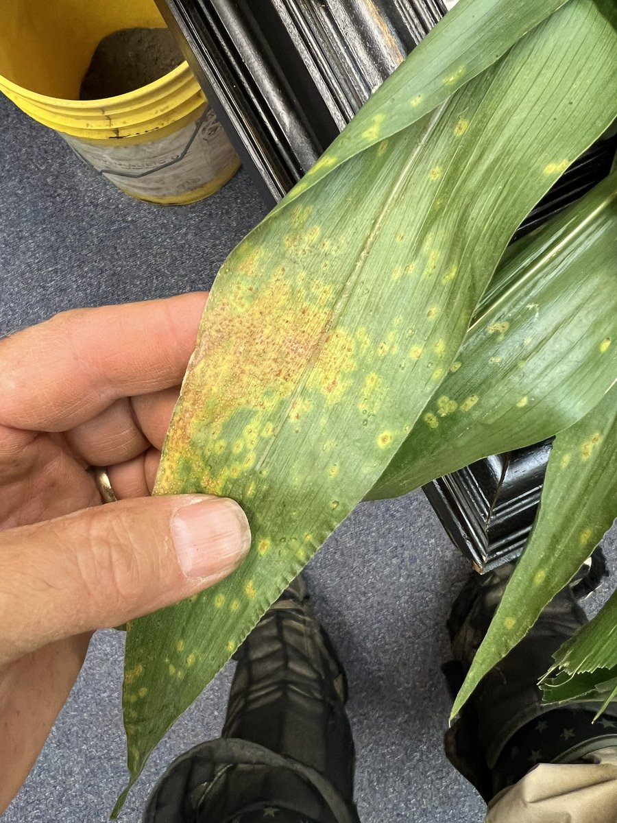bobkemerait's tweet image. First report of southern corn rust for 2025 comes from Jackson Co, FL. Thanks Caleb Traugh! While none yet known in GA, corn growers in extreme SW GA with corn at tassel or beyond should take threat seriously. Weather now very favorable for infection and spread. UGA Extension