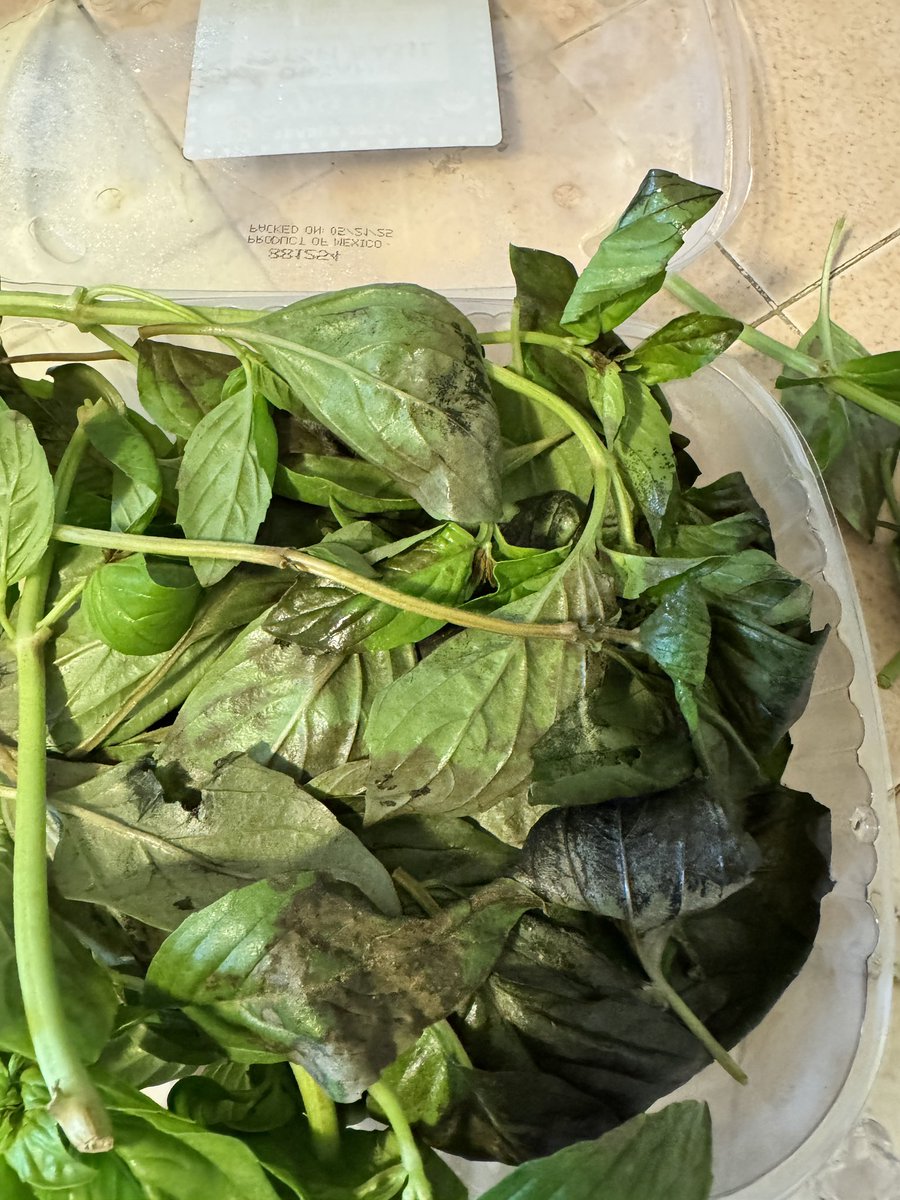Blessed1's tweet photo. @TraderJoesRants just bought these basil leaves. Looked forward to making fresh pesto… instead gotta toss them 😭 https://t.co/gOsUJ8Jhje