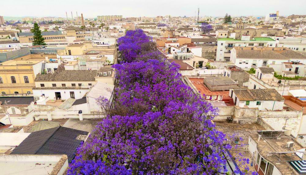 Vista aérea de la Calle Porvera (Jerez). Un río morado de Jacarandas en flor discurre por el centro de la ciudad.

📸 Juan Carlos Toro