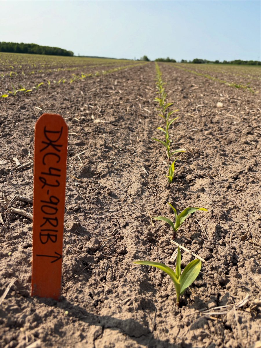 Primed and ready for takeoff 🛫 Bring on the heat! #Scout25 ☀️ 🌽 🪽 
<a href="/DEKALB_Canada/">DEKALB Canada</a>