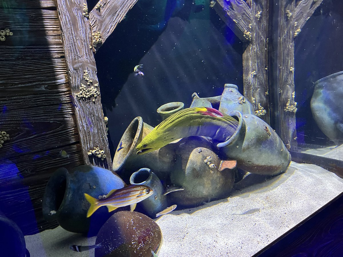 Daniel Sheppard, Ed.D. (@mrsheppardmms) on Twitter photo First stop for the MMS 8th grade trip - Newport Aquarium! <a href="/MMSOurHouse/">Paul Destino</a> <a href="/MMSOurHouseAP/">Jacquelyn McLaughlin</a> First stop for the MMS 8th grade trip - Newport Aquarium! <a href="/MMSOurHouse/">Paul Destino</a> <a href="/MMSOurHouseAP/">Jacquelyn McLaughlin</a>