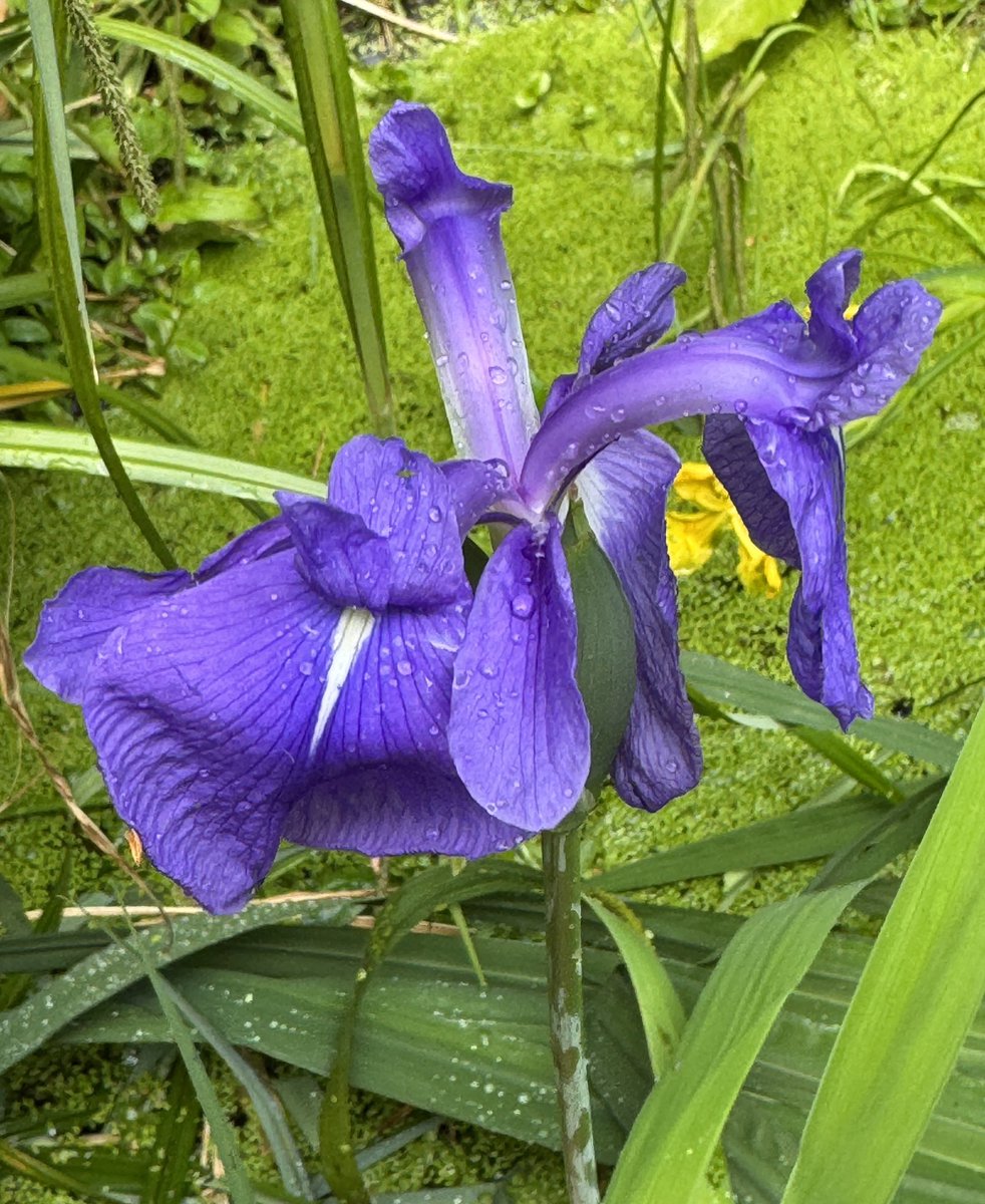 Lovely moment today when my Mum noticed the Purple Iris my Dad bought me when I first created a pond 💜  Plants really do make the best presents #gardenshour