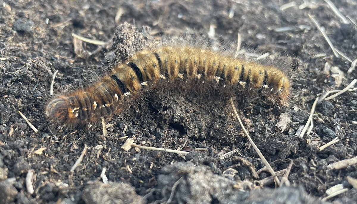 W82Matt's tweet image. Run from Langsett to Outer Edge this evening. Golden Plover, Curlew, Lapwing, Buzzard. Nearly tripped over this massive Oak Egger caterpillar. @BNAscience @Barnsleybsg @barnsley_nats