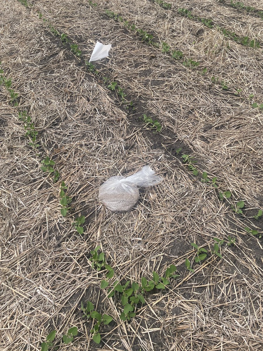 ISU NC Crops (@nciacrops) on Twitter photo Today finds <a href="/GentrySorenson/">Gentry Sorenson</a> and me putting the sulfur treatments out in corn and soybeans <a href="/ISUNorthernRF/">ISU Northern</a>. Thanks to Ben for the assist. <a href="/ISUCropNews/">ISU Crop News</a> Today finds <a href="/GentrySorenson/">Gentry Sorenson</a> and me putting the sulfur treatments out in corn and soybeans <a href="/ISUNorthernRF/">ISU Northern</a>. Thanks to Ben for the assist. <a href="/ISUCropNews/">ISU Crop News</a>