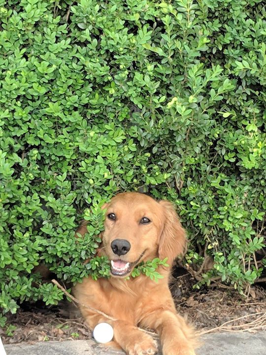 Is this your dog's secret hiding place?  It's where the mosquitoes like to hide too! Protect your pets with year-round heartworm prevention.. #heartworms #pethealth