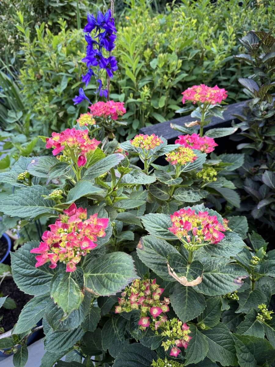 Time for the Hydrangea to shine. How are yours doing #gardenshour ?