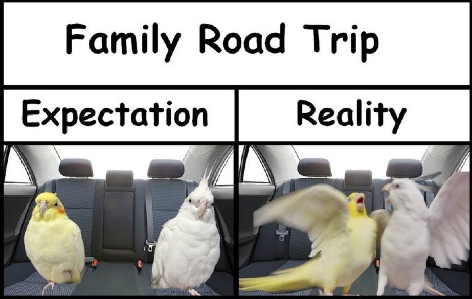 Out of Context Birds (@contextbirds) on Twitter photo 