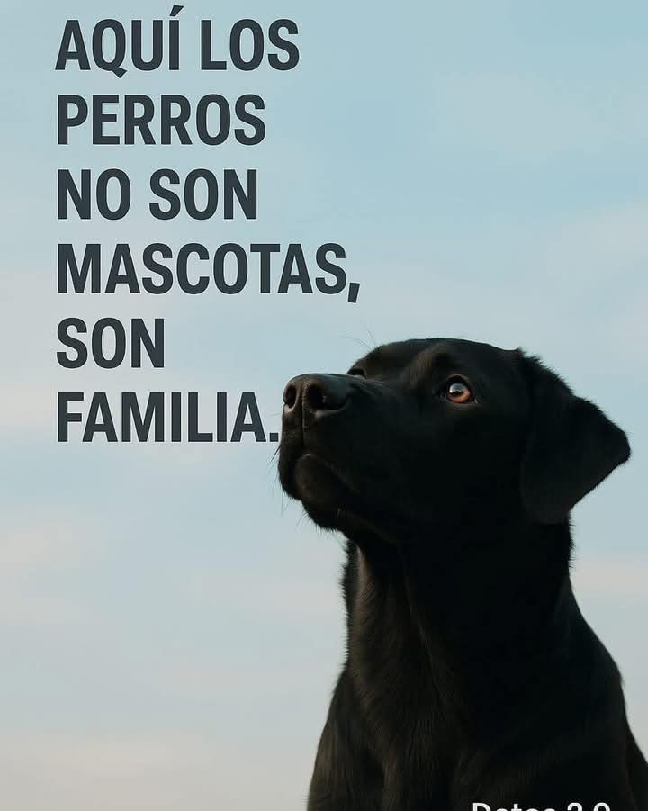 Perrosenlacalle's tweet photo. Definitivamente🐾🐾😍❤️ https://t.co/qoqheiALp4