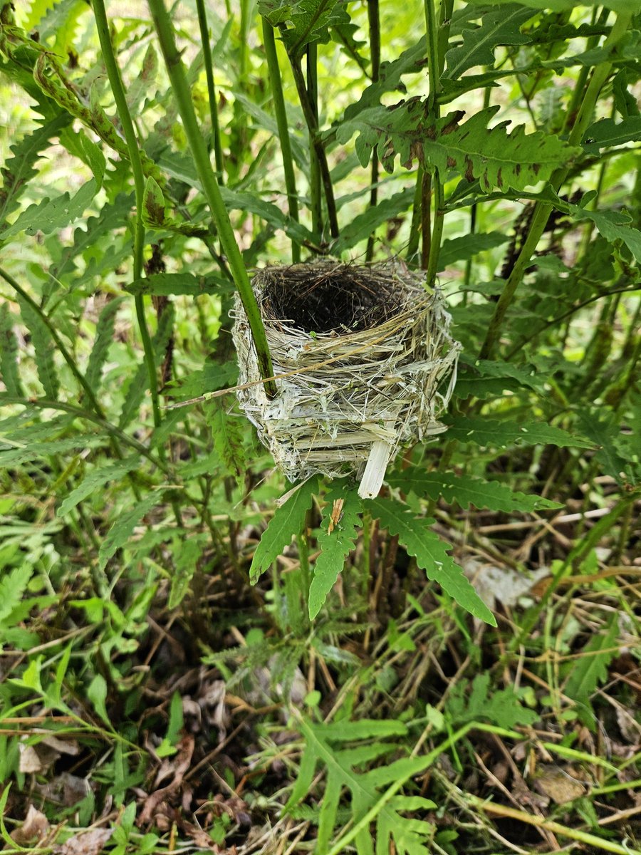 Hummingbird nest? That egg is about the size of my pinky finger nail. Saw it just in time before I got it with the brush trimmer 😬