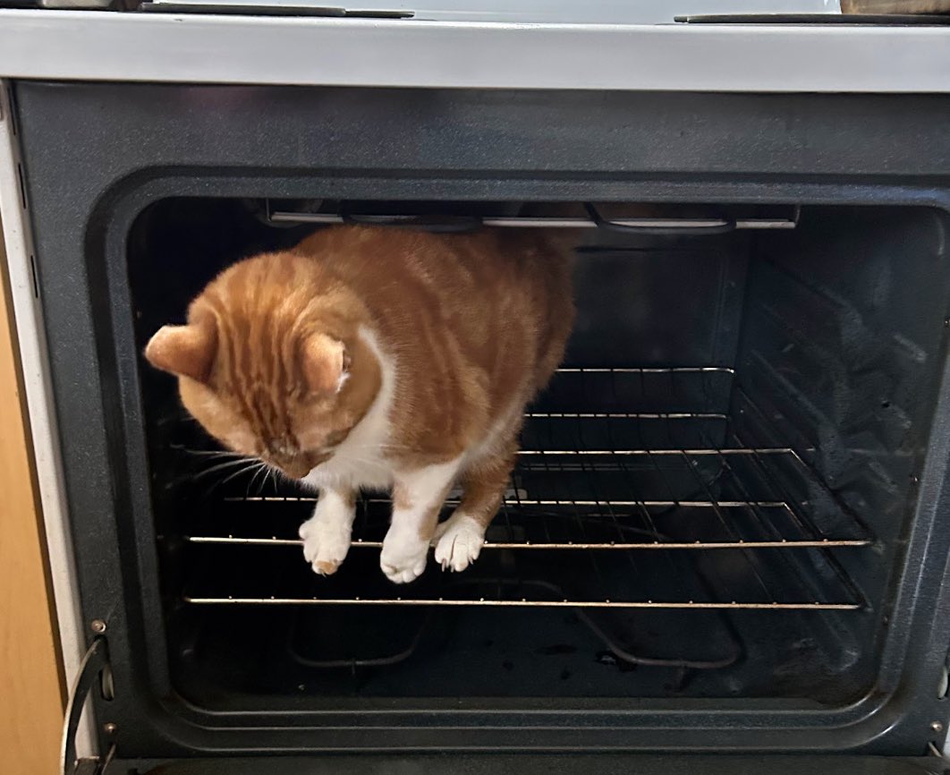 freyawreya's tweet photo. inshallah he will be baked https://t.co/1fpCPr3plz