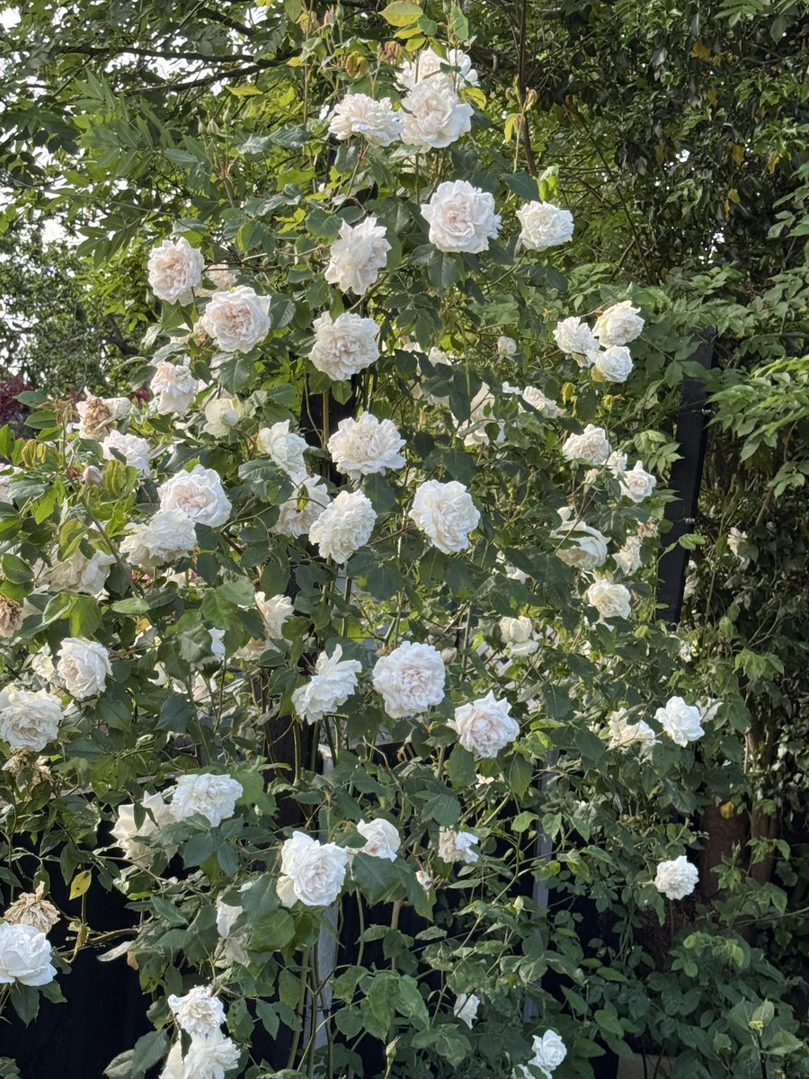 Planted 18 months ago, first time flowering, at this rate, future years are going to be  breathtaking! #gardenshour I suppose I better start ‘Deadheading? ‘