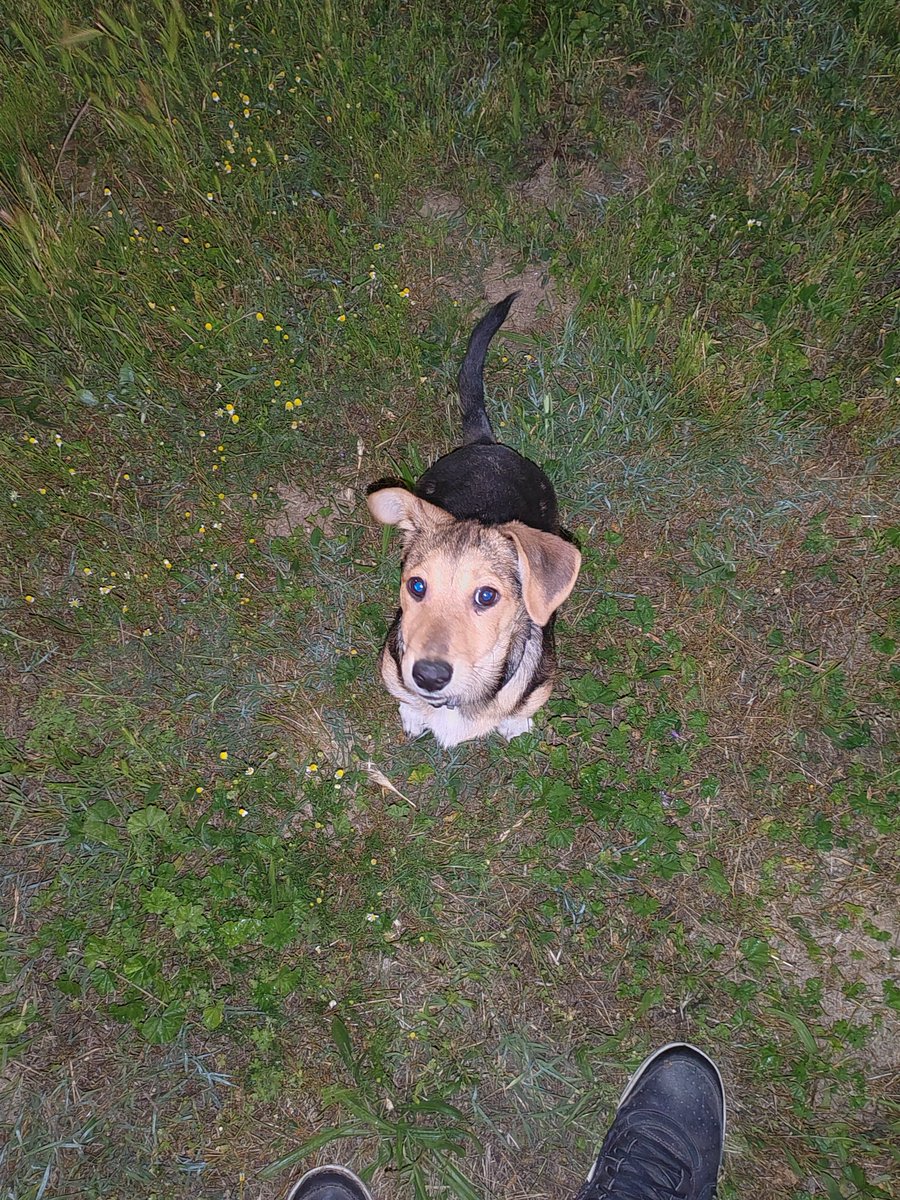 juserko's tweet image. Дечки, најдов мало кутре со црно ременче, машко е, мал или среден раст. Преплашено е и претпоставуваѓ изгубено. Ако некој го бара локацијата е Расадник, Кисела вода, кај Базаро. Рт пожелен