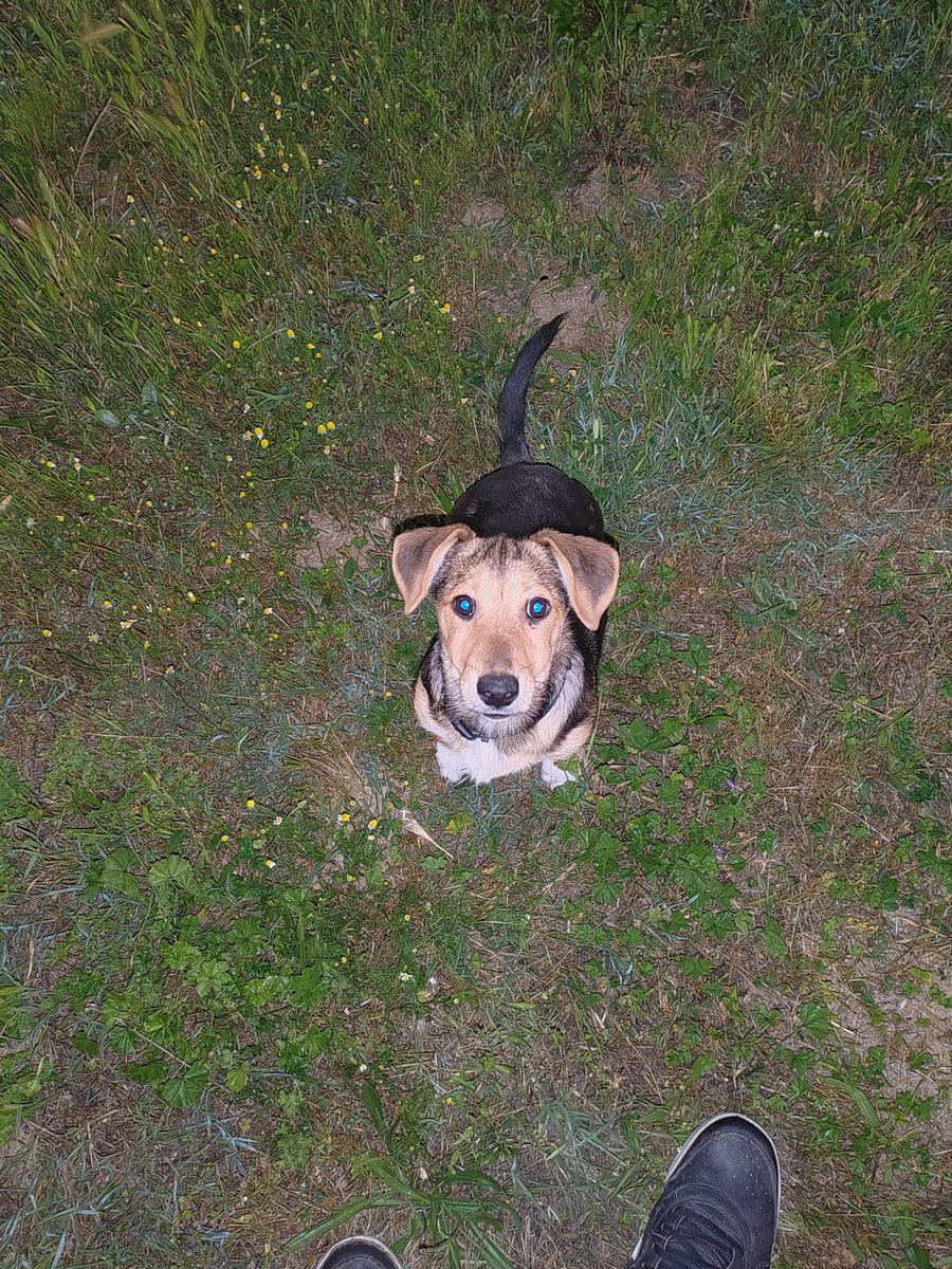 juserko's tweet image. Дечки, најдов мало кутре со црно ременче, машко е, мал или среден раст. Преплашено е и претпоставуваѓ изгубено. Ако некој го бара локацијата е Расадник, Кисела вода, кај Базаро. Рт пожелен