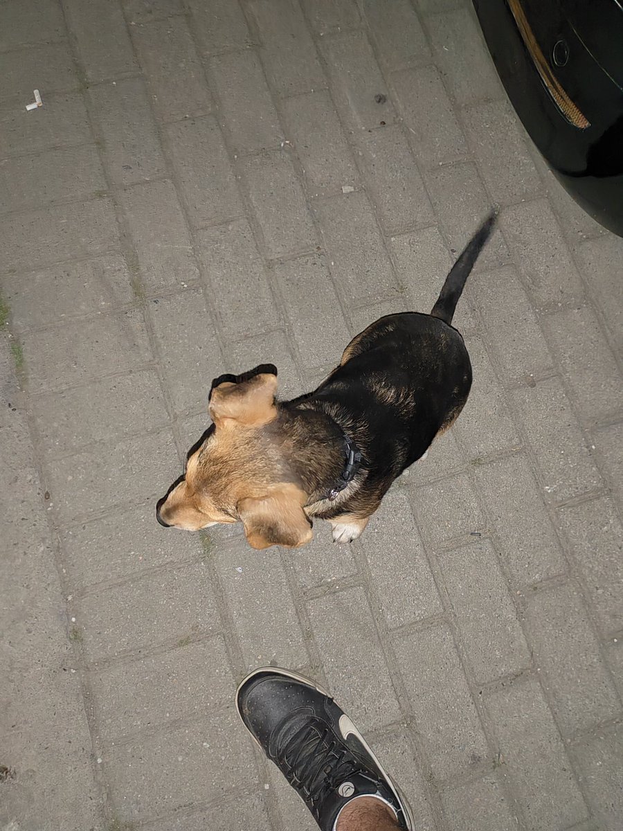 juserko's tweet image. Дечки, најдов мало кутре со црно ременче, машко е, мал или среден раст. Преплашено е и претпоставуваѓ изгубено. Ако некој го бара локацијата е Расадник, Кисела вода, кај Базаро. Рт пожелен