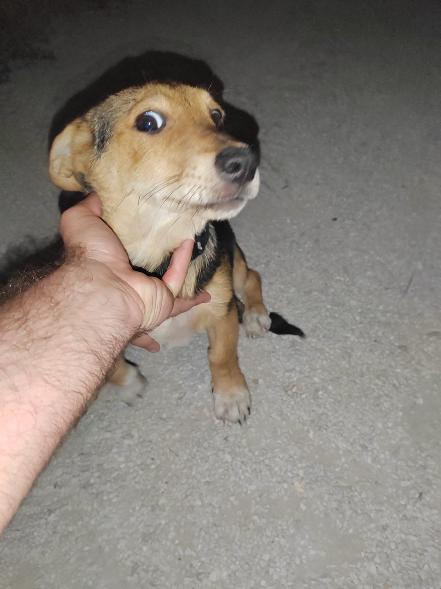 juserko's tweet image. Дечки, најдов мало кутре со црно ременче, машко е, мал или среден раст. Преплашено е и претпоставуваѓ изгубено. Ако некој го бара локацијата е Расадник, Кисела вода, кај Базаро. Рт пожелен