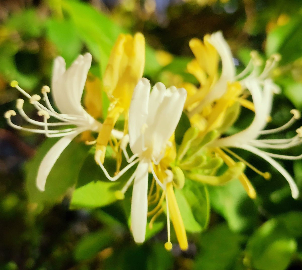 어릴적 많이 보았던 꽃
이름을 모르겠네요~~
