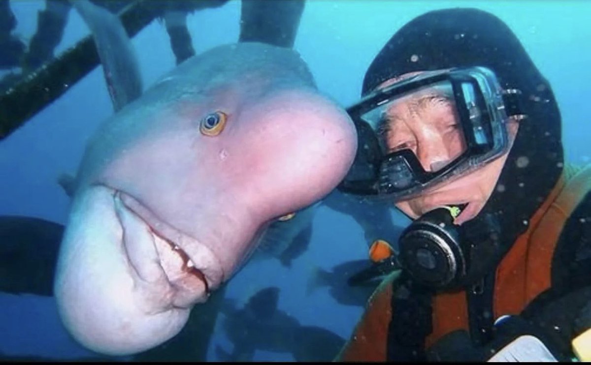 meshxnn. tweet media