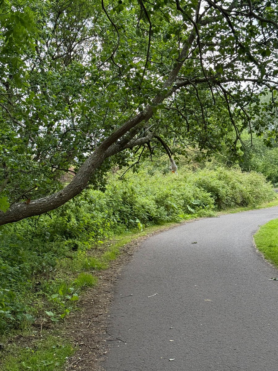 mraewen's tweet photo. @edinhelp there’s a tree branch dangerously obstructing the cycle and footpath path near Duddingston Road West.
what 3 words:
///trail.silly.thank https://t.co/Bewv3SSVVP